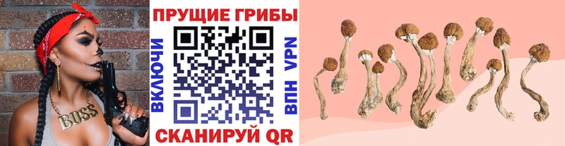 Псилоцибиновые грибы Magic Shrooms  закладка  darknet какой сайт  Куртамыш 